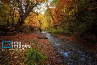 Autumn in Iran’s Golestan forests