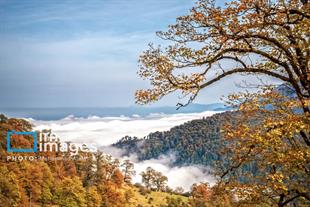Autumn in Iran’s Golestan forests