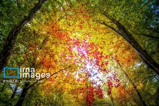 Autumn in Iran’s Golestan forests